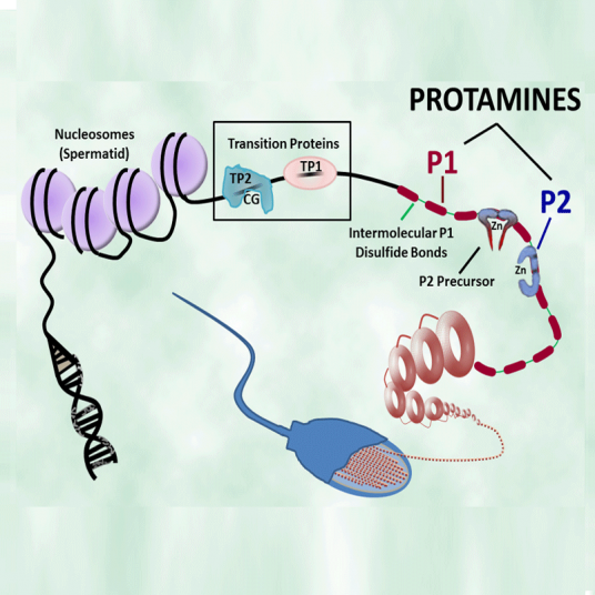 Mammalian Protamines - www.briarpatchbio.com